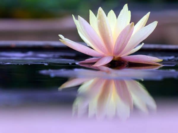 I-Let-Go-Meditation-Lotus-Flower-Image