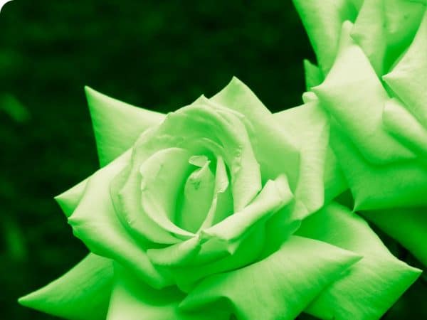 Green-Rose-Bounty-Money-Meditation